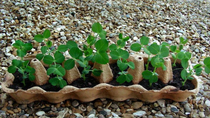 روش کاشت گوجه فرنگی در شانه تخم مرغ با 1 عدد گوجه روش کاشت گوجه فرنگی در شانه تخم مرغ با 1 عدد گوجه