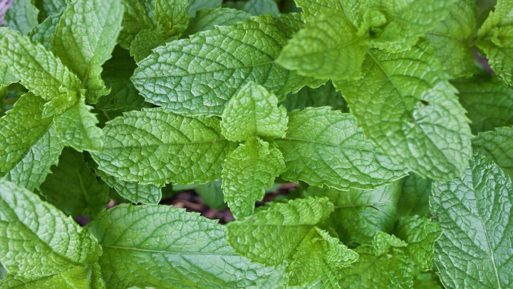 سبزی خوردن سبزی خوردن