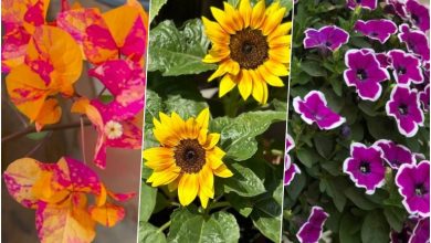 10 گیاه مناسب برای بالکن در روزهای گرم تابستان