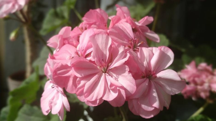 شمعدانی، مقاوم در روزهای گرم شمعدانی، مقاوم در روزهای گرم