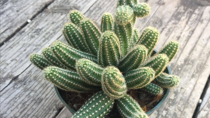 گیاه کاکتوس و ساکولنتها گیاه کاکتوس و ساکولنتها