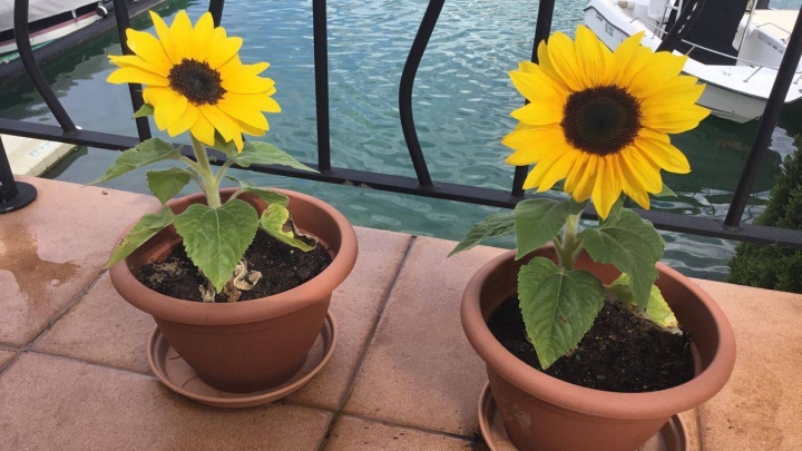 کاشت گل آفتاب گردان کاشت گل آفتاب گردان