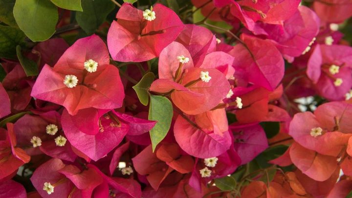 کاشت گل کاغذی (بوگن ویله) کاشت گل کاغذی (بوگن ویله)