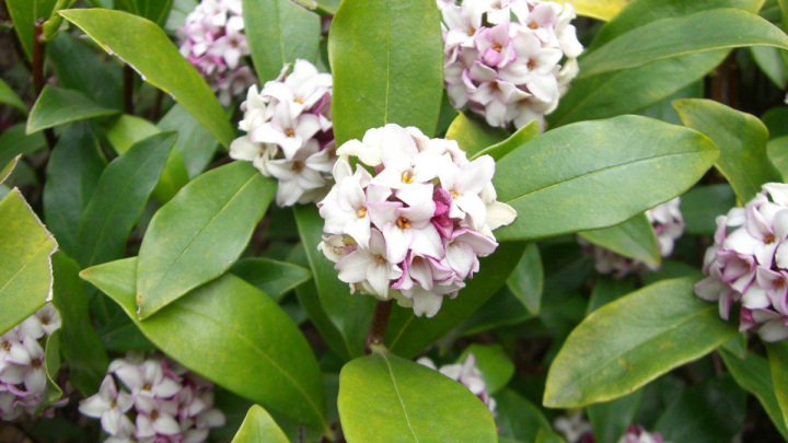 گل میخک هندی مناسب برای تحمل گرما