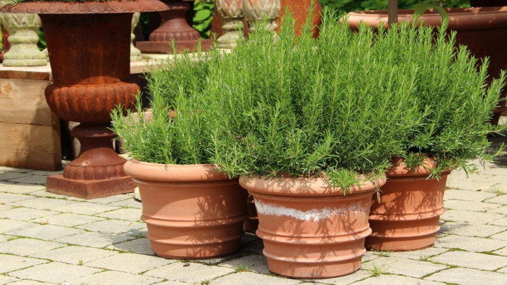 کاشت رزماری برای تابستان