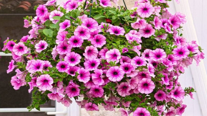 گل اطلسی مقاوم در برابر آفتاب