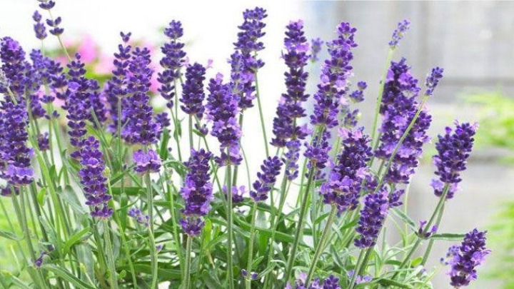 کاشت و نگهداری از گیاه اسطوخودوس