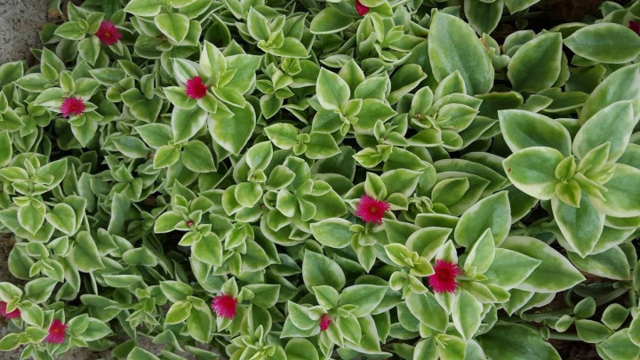 گیاه ناز یخی برای تابستان