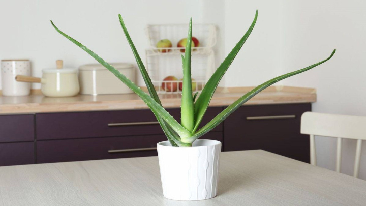 آلوئهورا مناسب برای بالکنهای گرم و خشک آلوئهورا مناسب برای بالکنهای گرم و خشک