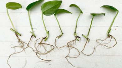 10 روش خلاقانه برای ریشه دار کردن گیاهان در خانه