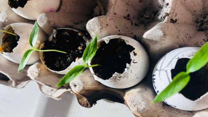 قلمه‌ها را در پوسته تخم ‌مرغ پر از خاک بکارید