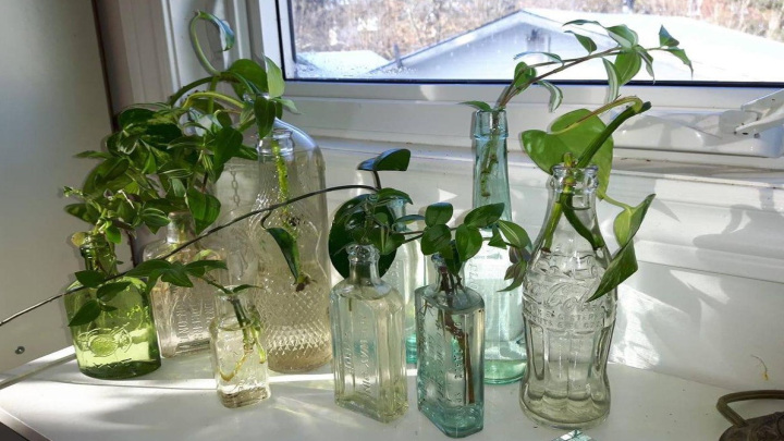 قلمه‌ها را در لیوان شیشه‌ای کنار پنجره نورگیر قرار دهید