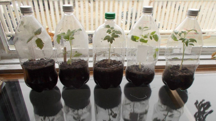 قلمه‌ها را در بطری پلاستیکی قرار دهید