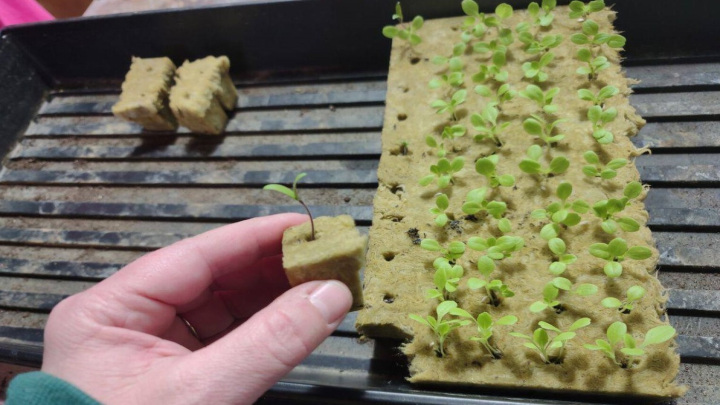 قلمه‌ها را در اسفنج مرطوب قرار دهید