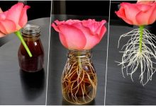 نحوه پرورش گل رز از یک شاخه فقط با یک لیوان + روش نگهداری