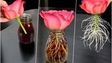 نحوه پرورش گل رز از یک شاخه فقط با یک لیوان + روش نگهداری