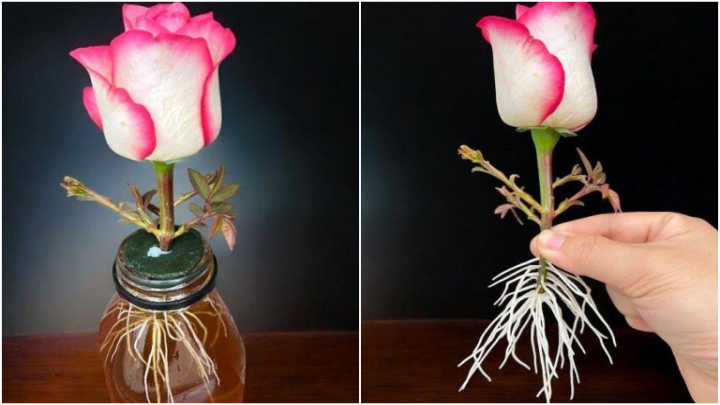 روش پرورش گل رز از یک شاخه با یک لیوان