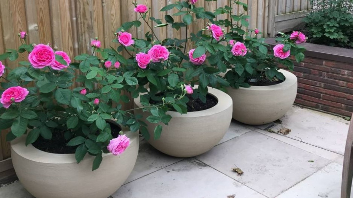 روش نگهداری از گل رز کاشته شده