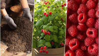 آموزش کاشت رزبری در گلدان + روش نگهداری