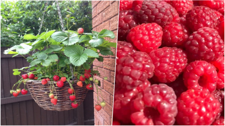 کاشت رزبری در گلدان‌های آویزان