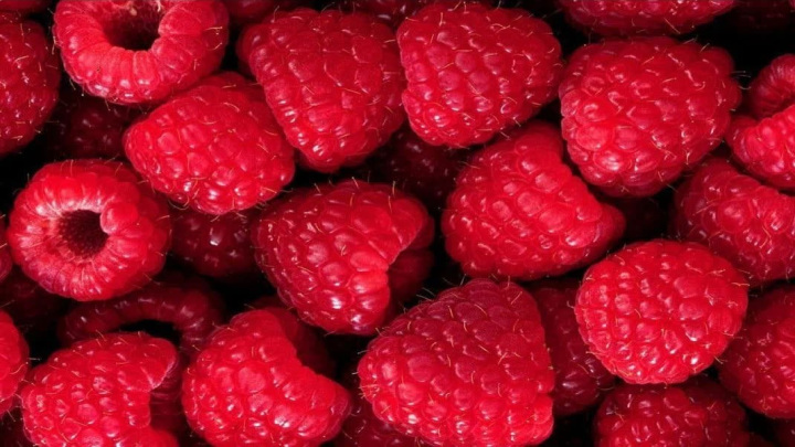 روش اصولی نگهداری از رزبری در گلدان