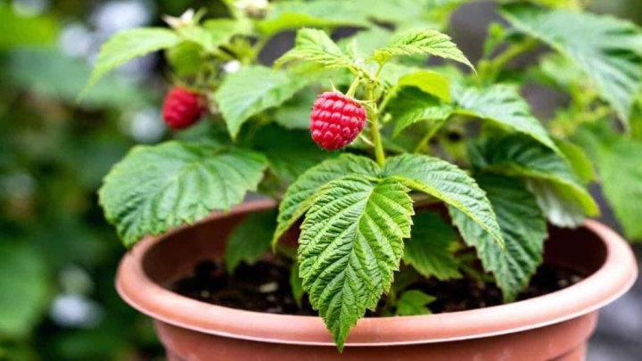 راهنمای جامع کاشت بذر رزبری در گلدان