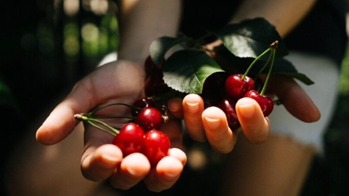نحوه استفاده از برگ آلبالو برای استفاده از فواید بی‌نظیر آن