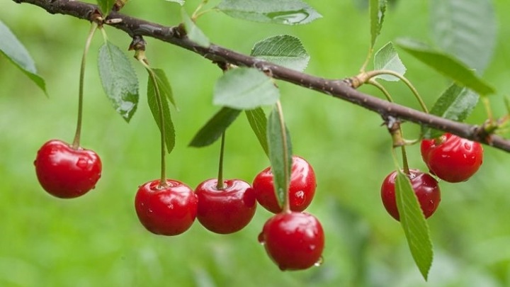 خواص و کاربردهای شگفت‌انگیز برگ آلبالو