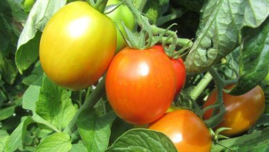 راهنمای قرمز شدن گوچه فرنگی