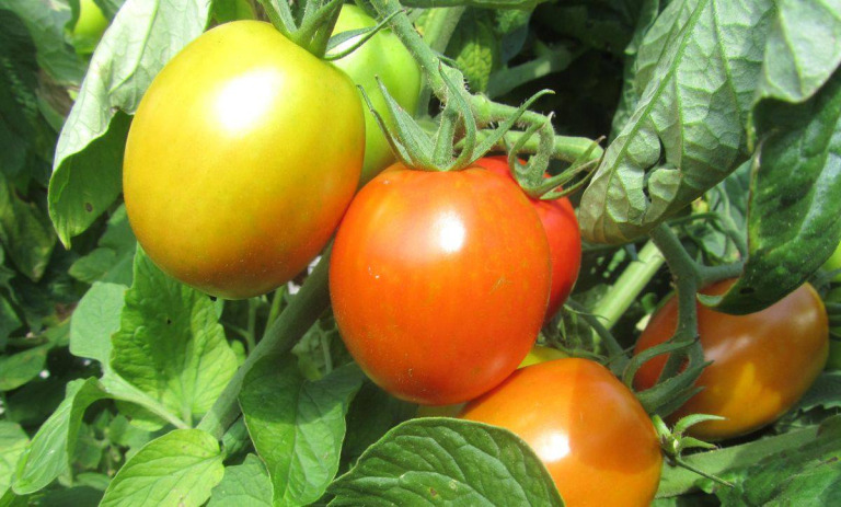 راهنمای قرمز شدن گوچه فرنگی