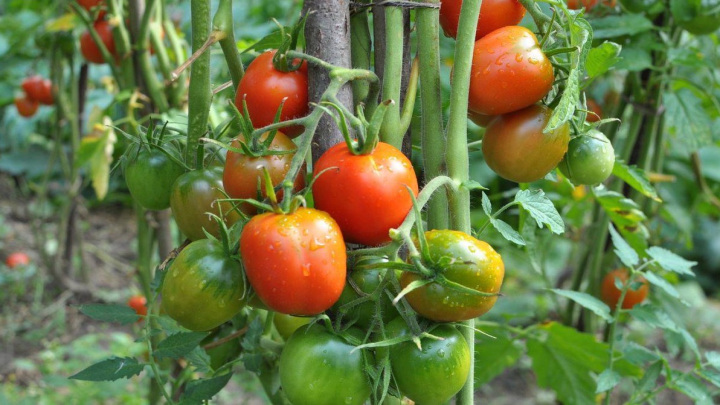 دلایل کامل نرسیدن گوجه فرنگی