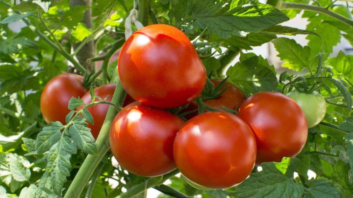 راه‌های قرمز شدن گوجه فرنگی