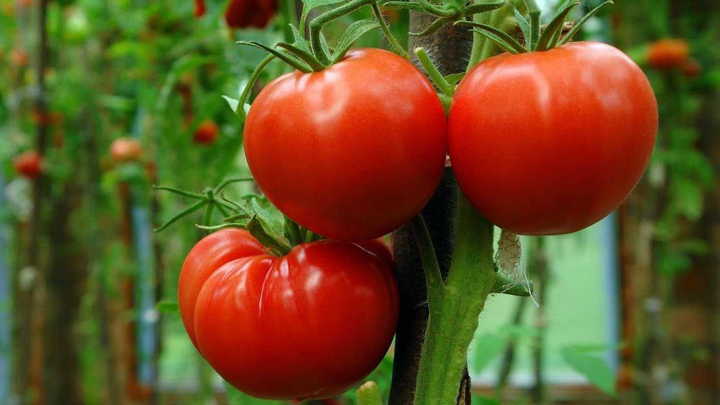 محلول پاشی گوچه فرنگی