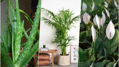 گیاه آپارتمانی مفید برای سلامتی