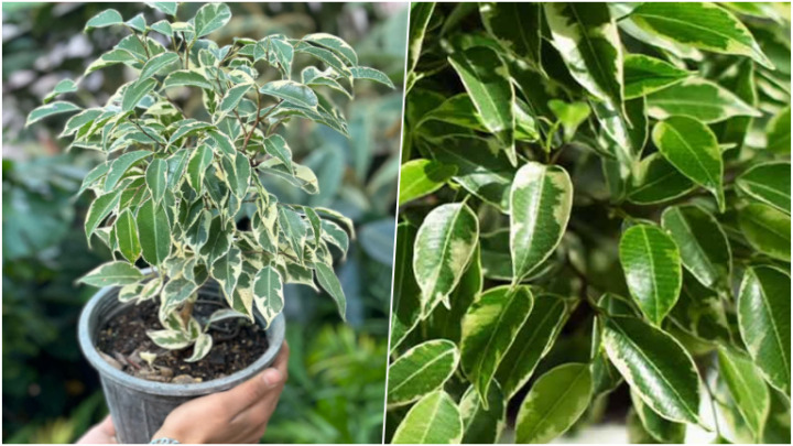 گیاه فیکوس بنجامین یا انجیر مجنون