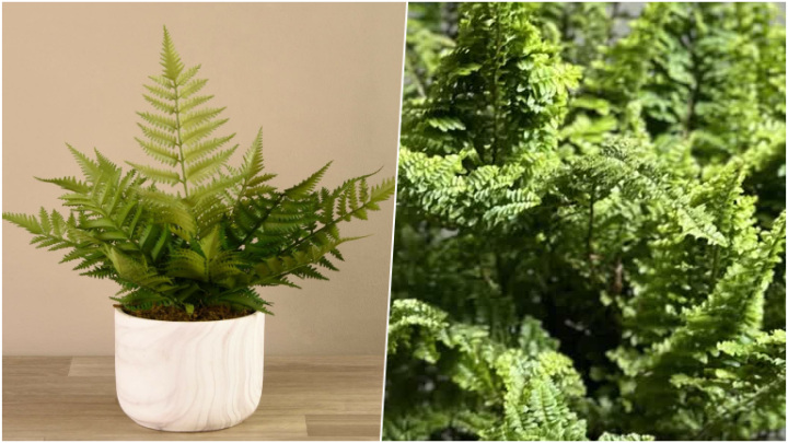 مزایای گیاه سرخس بوستون