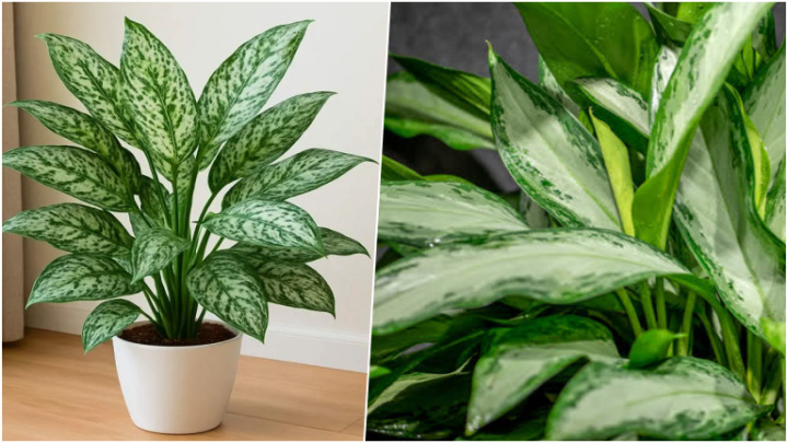 گیاه آگلونما یا "سبز چینی"