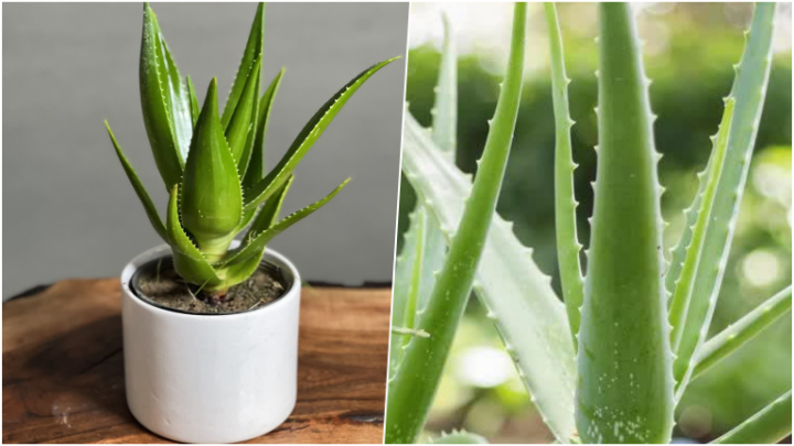 مزیت‌های گیاه آلوئه‌ورا
