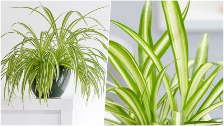 مزایای گیاه عنکبوتی