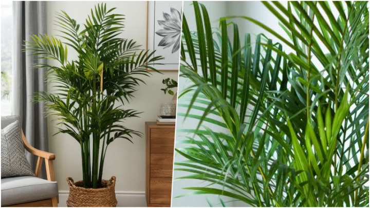 گیاه نخل اریکا