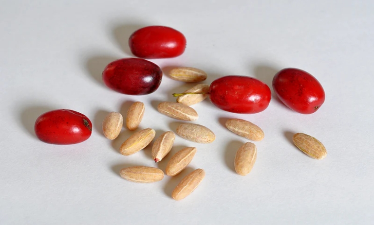 روشهای سریع و آسان برای جدا کردن هسته زغالاخته؛ Cornelian cherry cores
