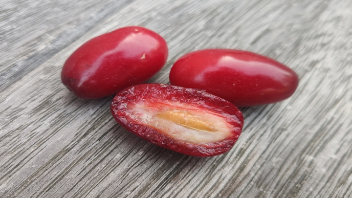 روش‌های سریع و آسان برای جدا کردن هسته زغال‌اخته