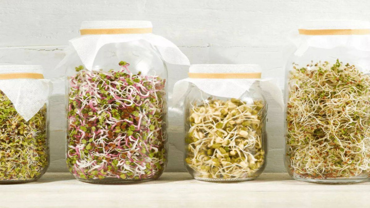 دلایل فریز کردن جوانهها و اهمیت آن دلایل فریز کردن جوانهها و اهمیت آن