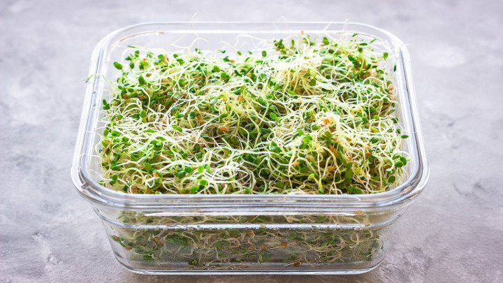 نکات مهم در فریز کردن جوانهها نکات مهم در فریز کردن جوانهها