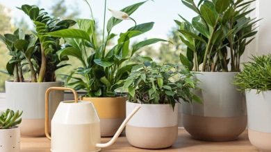 چگونه گیاهان آپارتمانی خود را برای فصل پاییز آماده کنیم؟