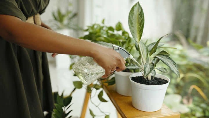 چرا گیاهان به خواب می‌روند؟