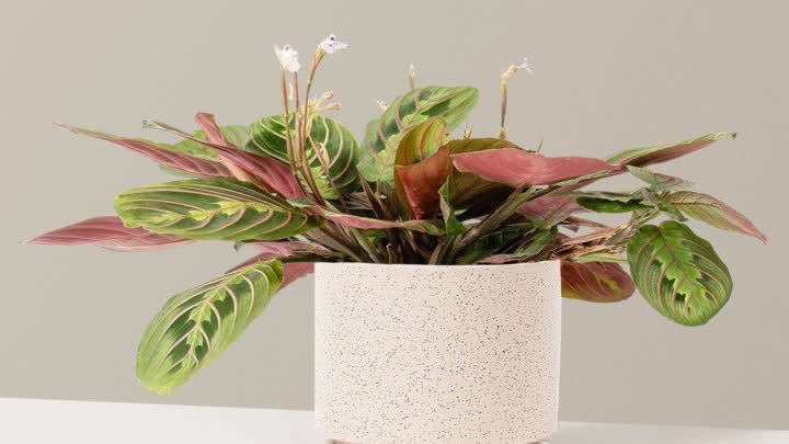 آماده کردن گیاهان آپارتمانی برای پاییز