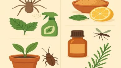 راهکارهای طبیعی برای از بین بردن حشرات خانه؛ Natural solutions to eliminate house insects