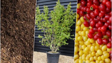 روش کاشت هسته زغال اخته در گلدان+ روش نگهداری