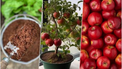 کاشت دانه سیب در گلدان + روش نگهداری